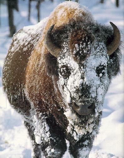 Best Picture American Bison Buffalo Wallpaperlikjen Create