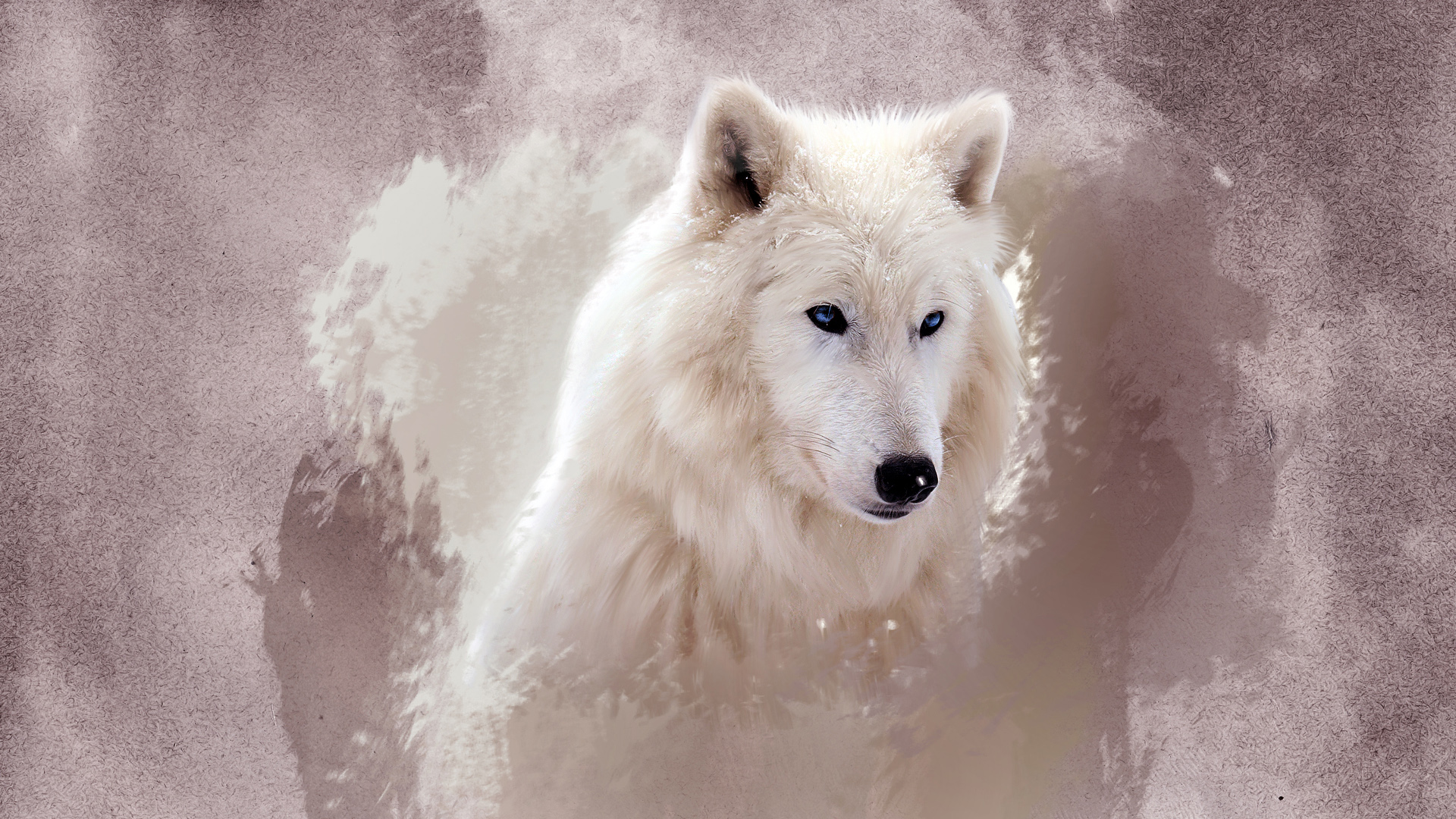 The Wolf White Wallpaper Wallpaperlepi