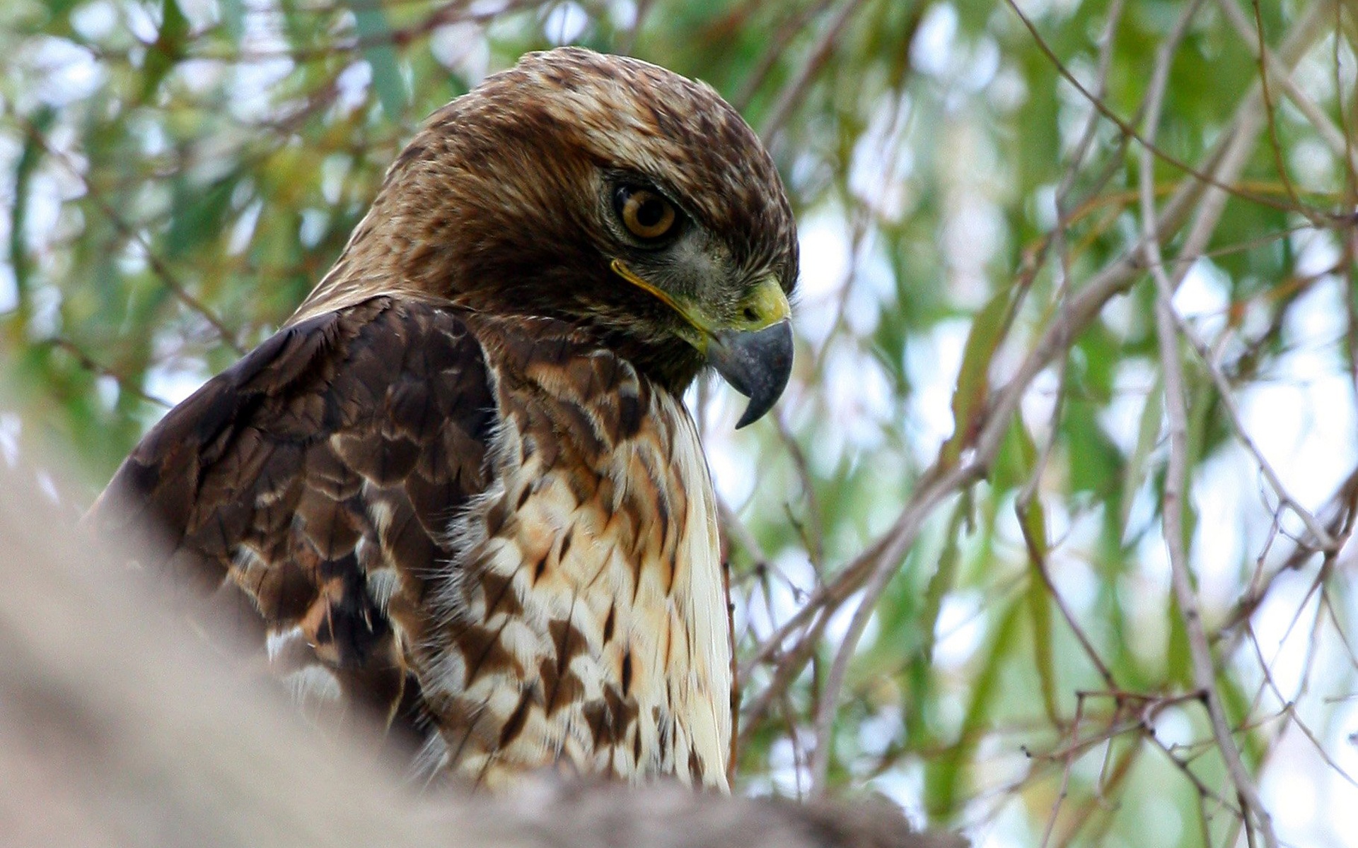 Red Tailed Hawk Wallpaper Background Image