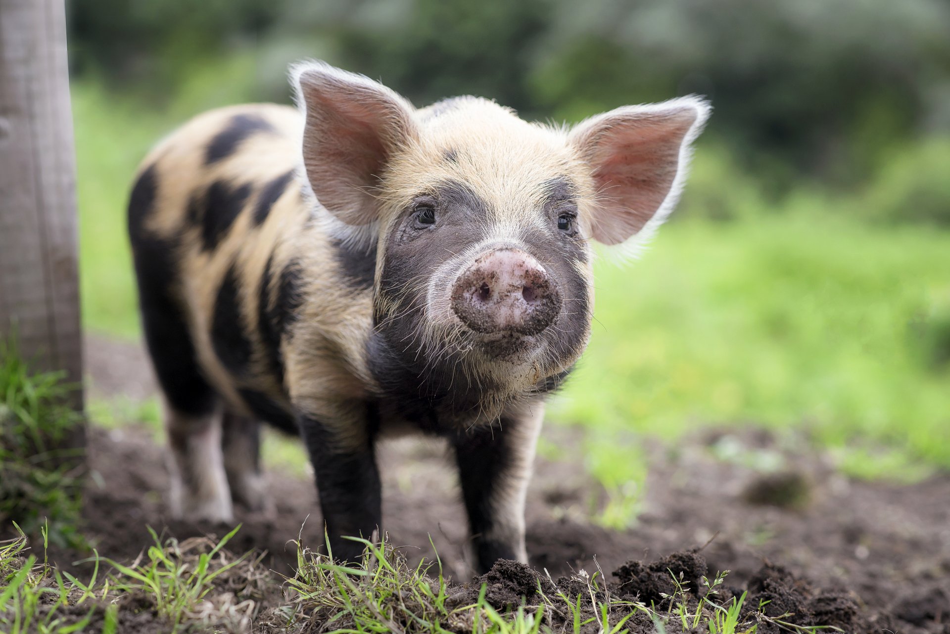 4k Ultra HD Pig Wallpaper