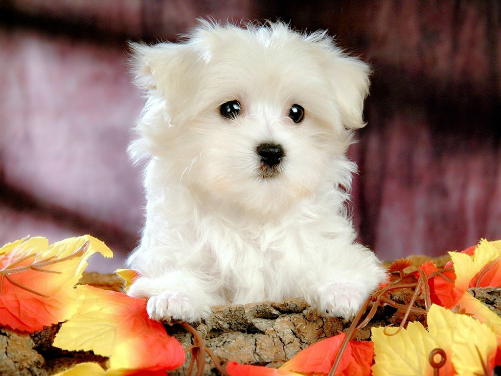 White Yorkshire Terrier Dog Wallpaper