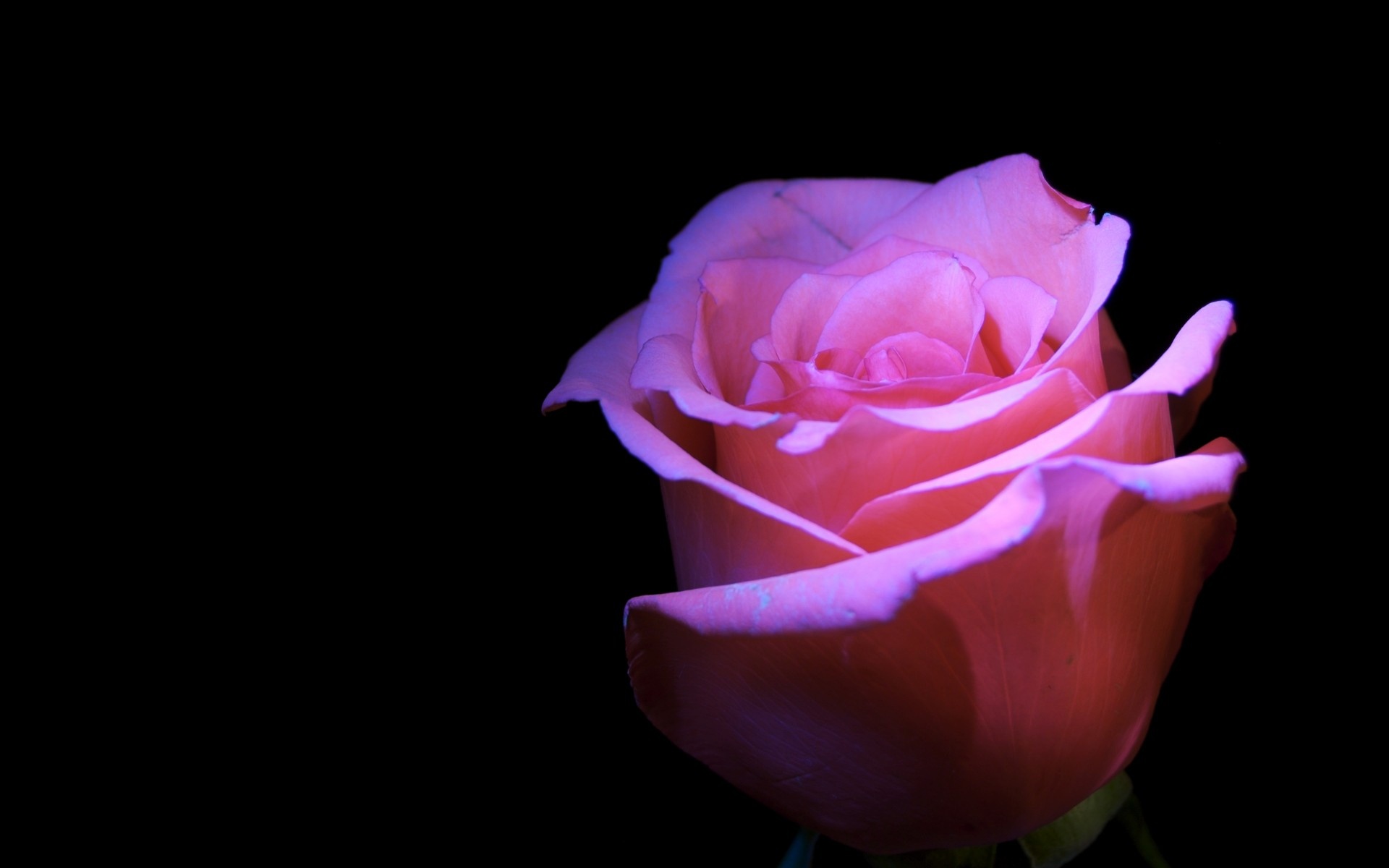 Home Flowers HD Wallpapers Pink Rose Flower Black Background