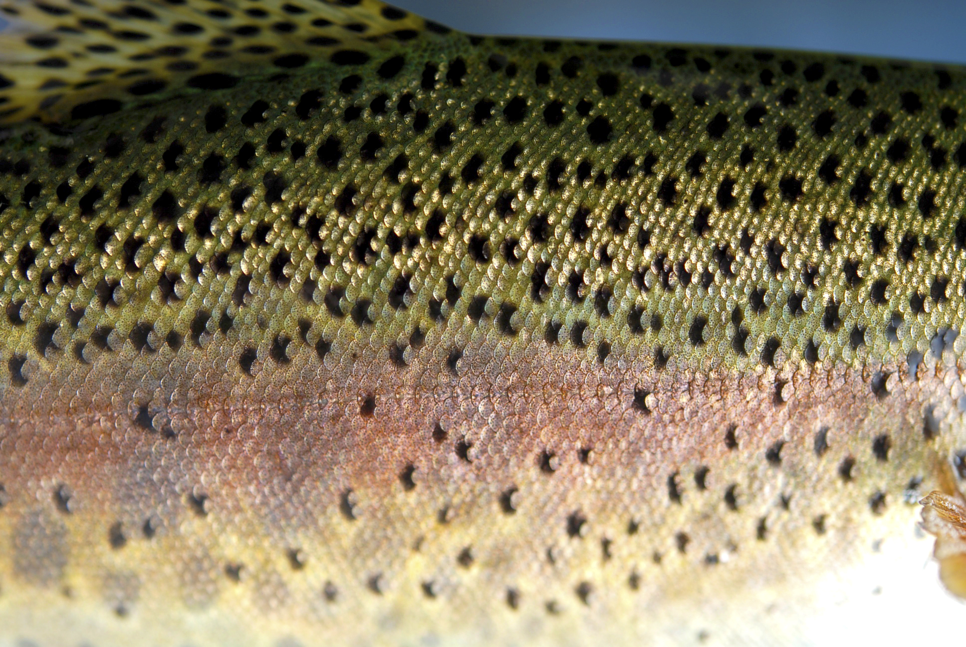Rainbow Trout Reference Photos It S Anglers Artistry Store