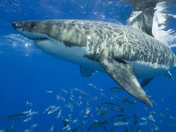 Great White Shark Pictures   National Geographic 600x450