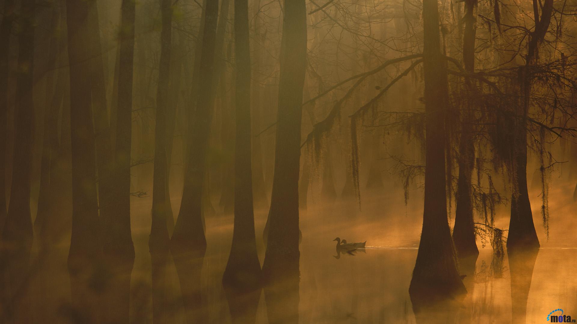 Wallpaper Wild Ducks Are Swimming In The Swamp Forest Louisiana Usa