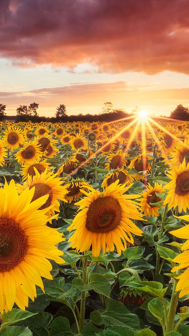 Gorgeous Sunflower Fields Ideas Field