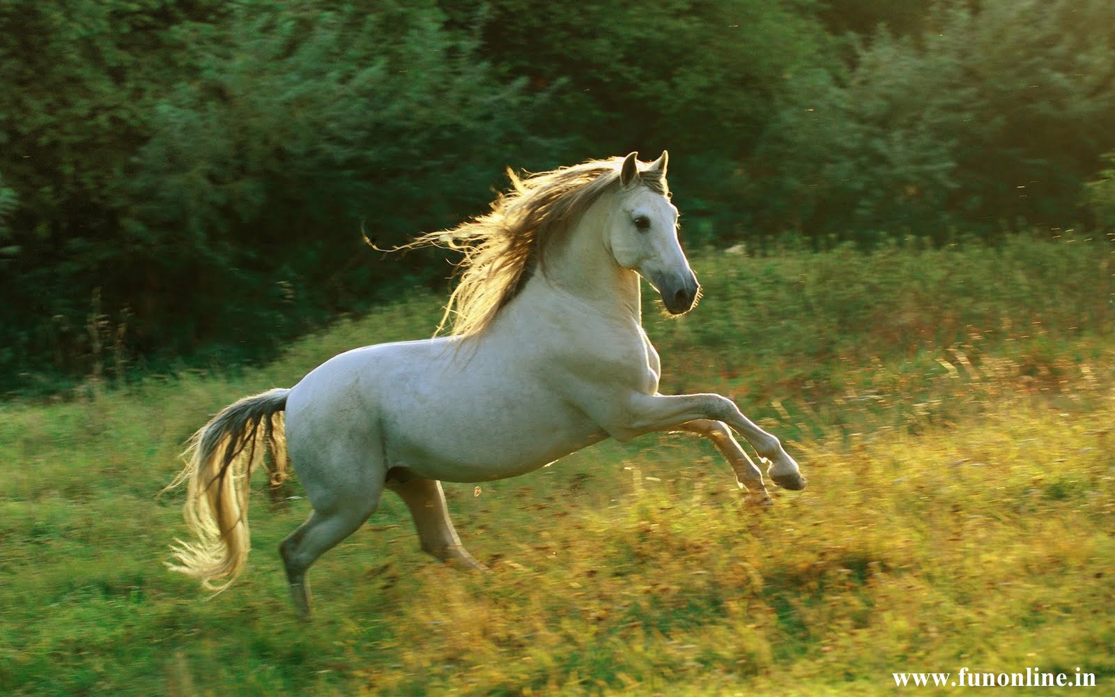 Wild Horse Beautiful White