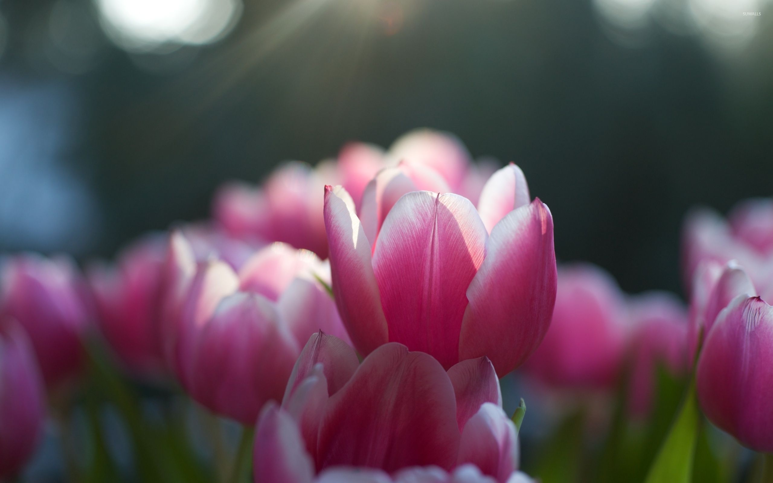 Pink Tulips Wallpaper Flower