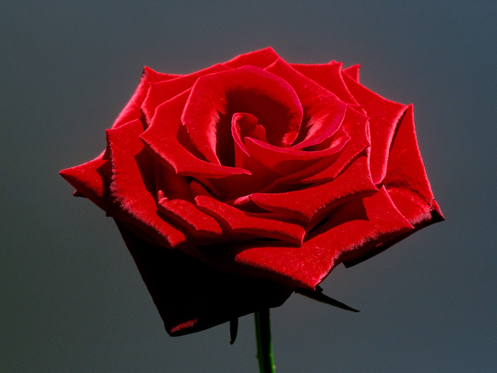  HQ Red Rose Wallpaper   HQ Wallpapers 1600x1200