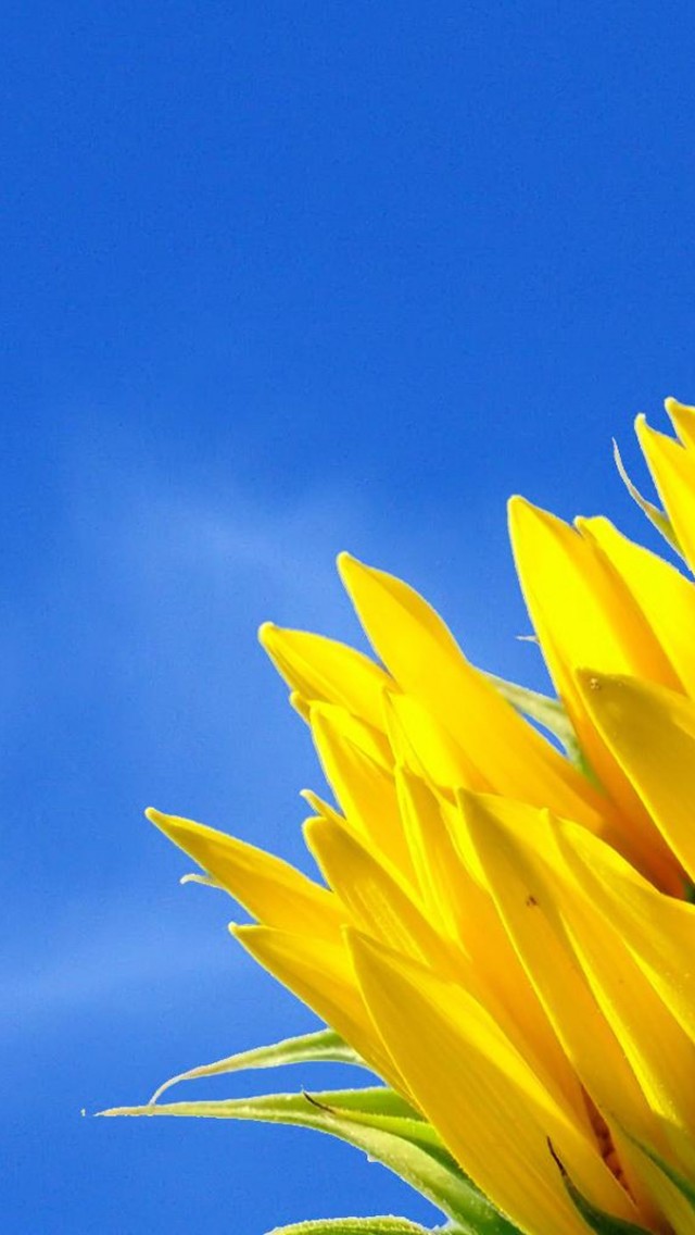Blue Sky iPhone Wallpaper Sun Flowers