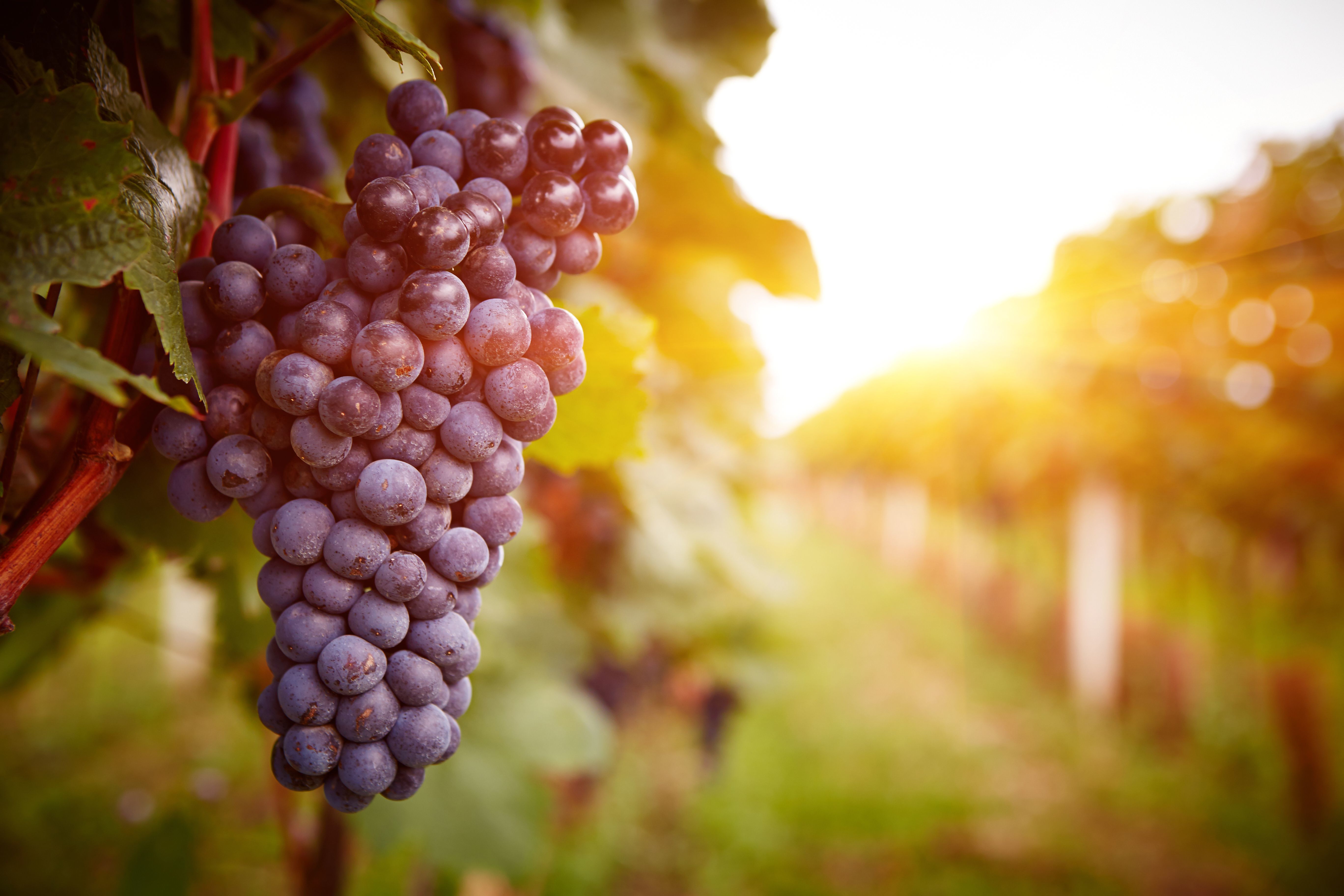 Sunny Vineyard Grapes Wallpaper