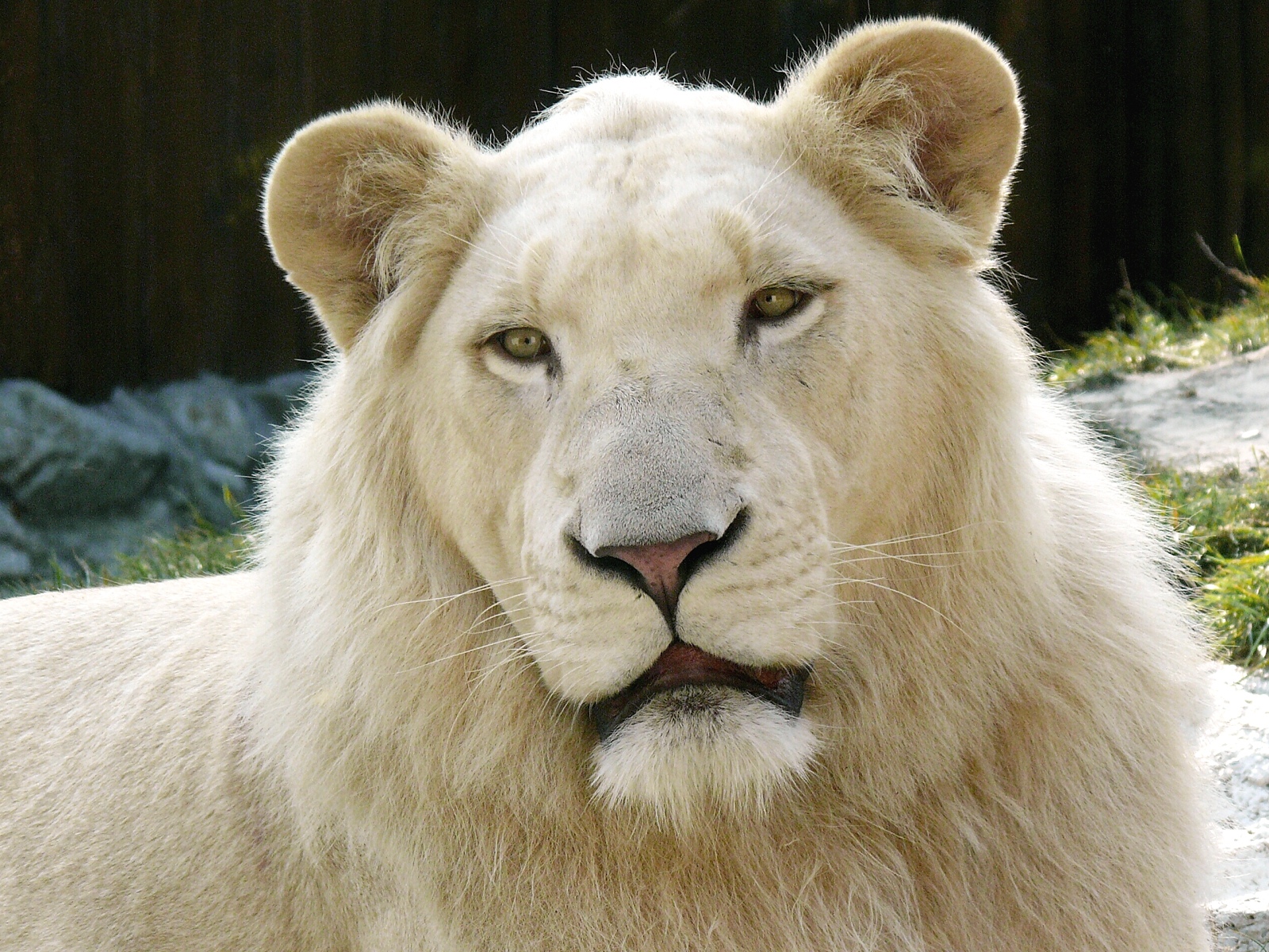 The Source For Picture Cute White Lions Hd Wallpapers