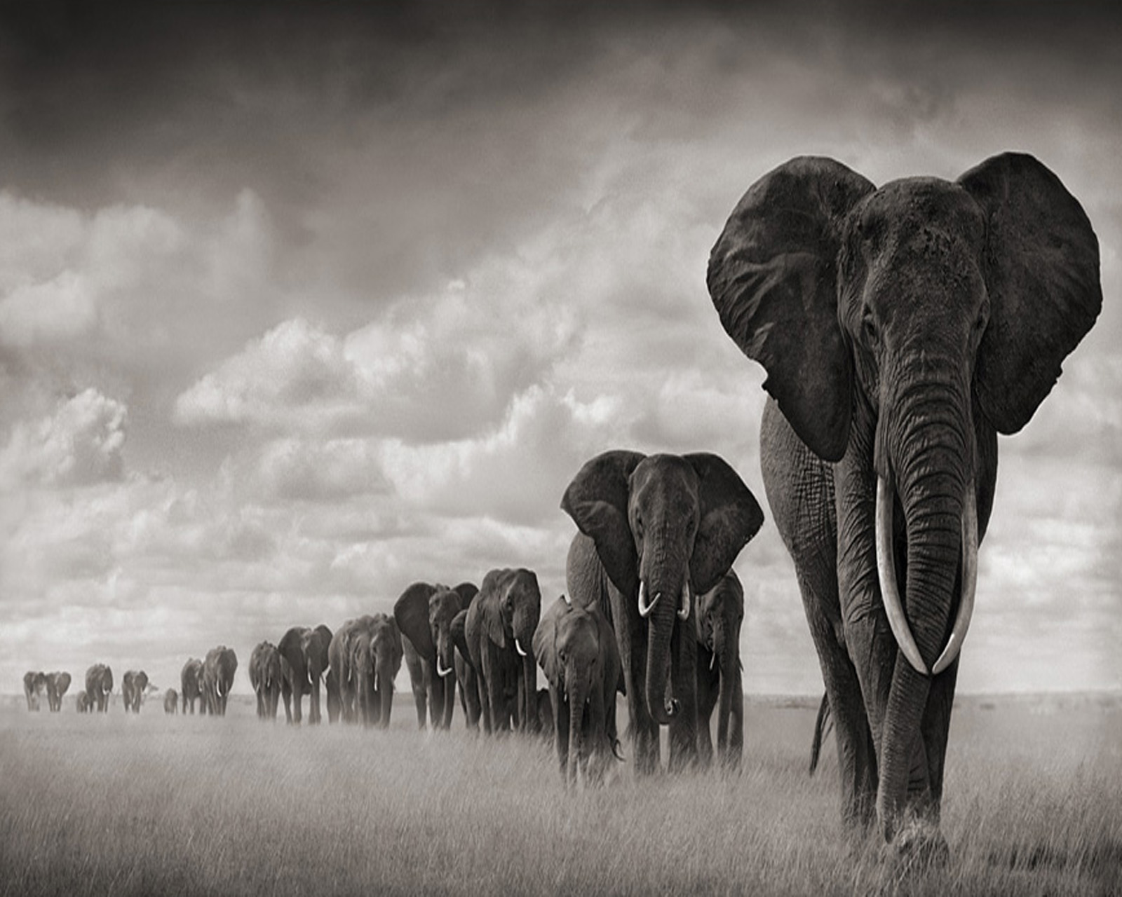 Elephants Screensaver Wallpaper