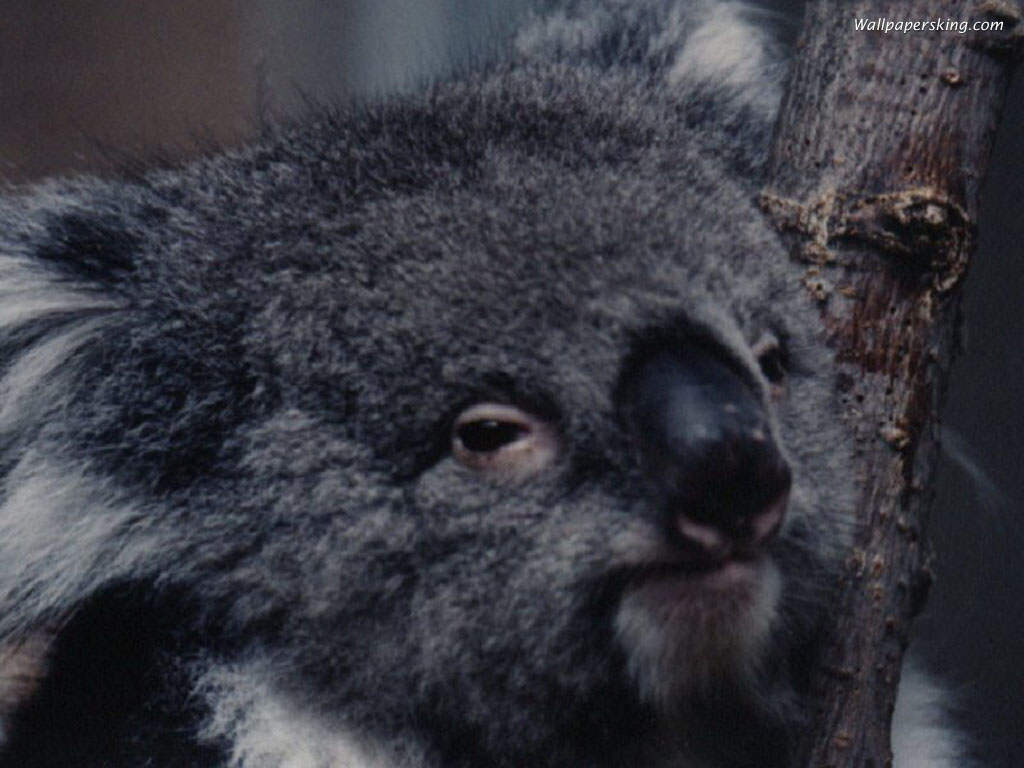 Australian Koala Bear Picture Wallpaper