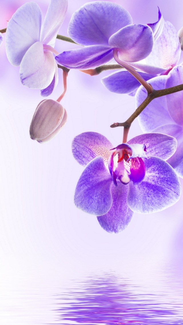 Wallpaper Orchid Flower 4k Nature