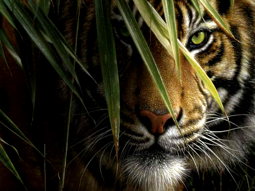 Tiger Face Wallpaper HD Background