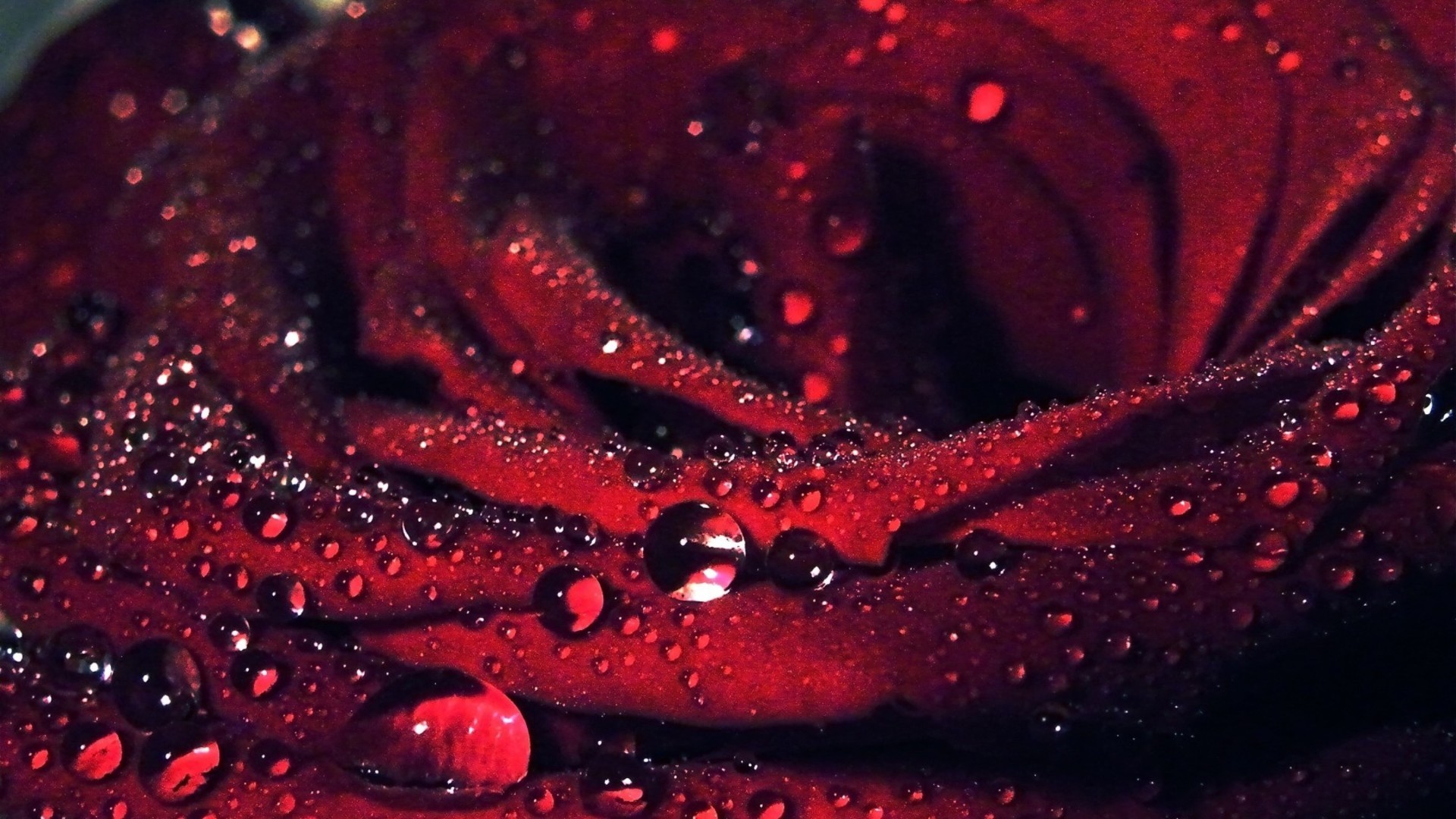 Rose 1080p Flowers HD For Desktop Wallpaper