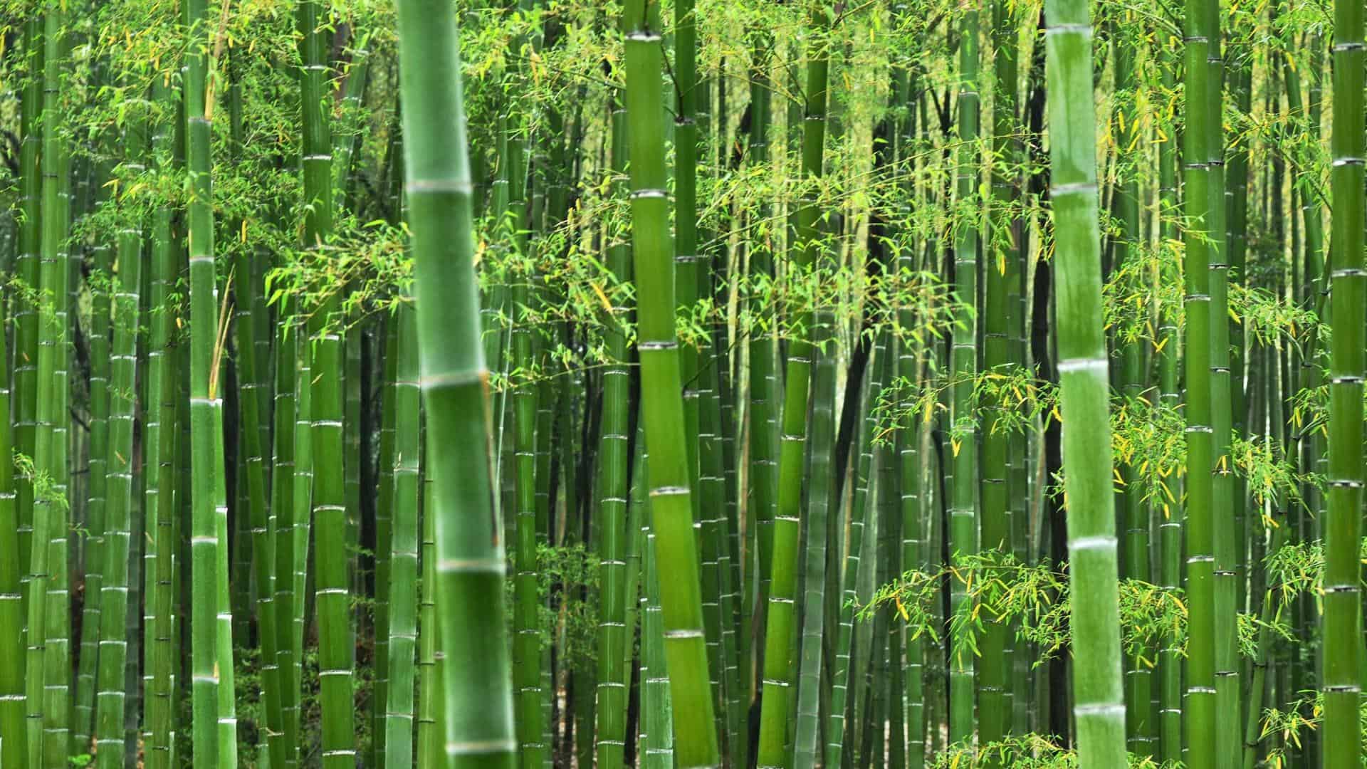 HD Bamboo Wallpaper