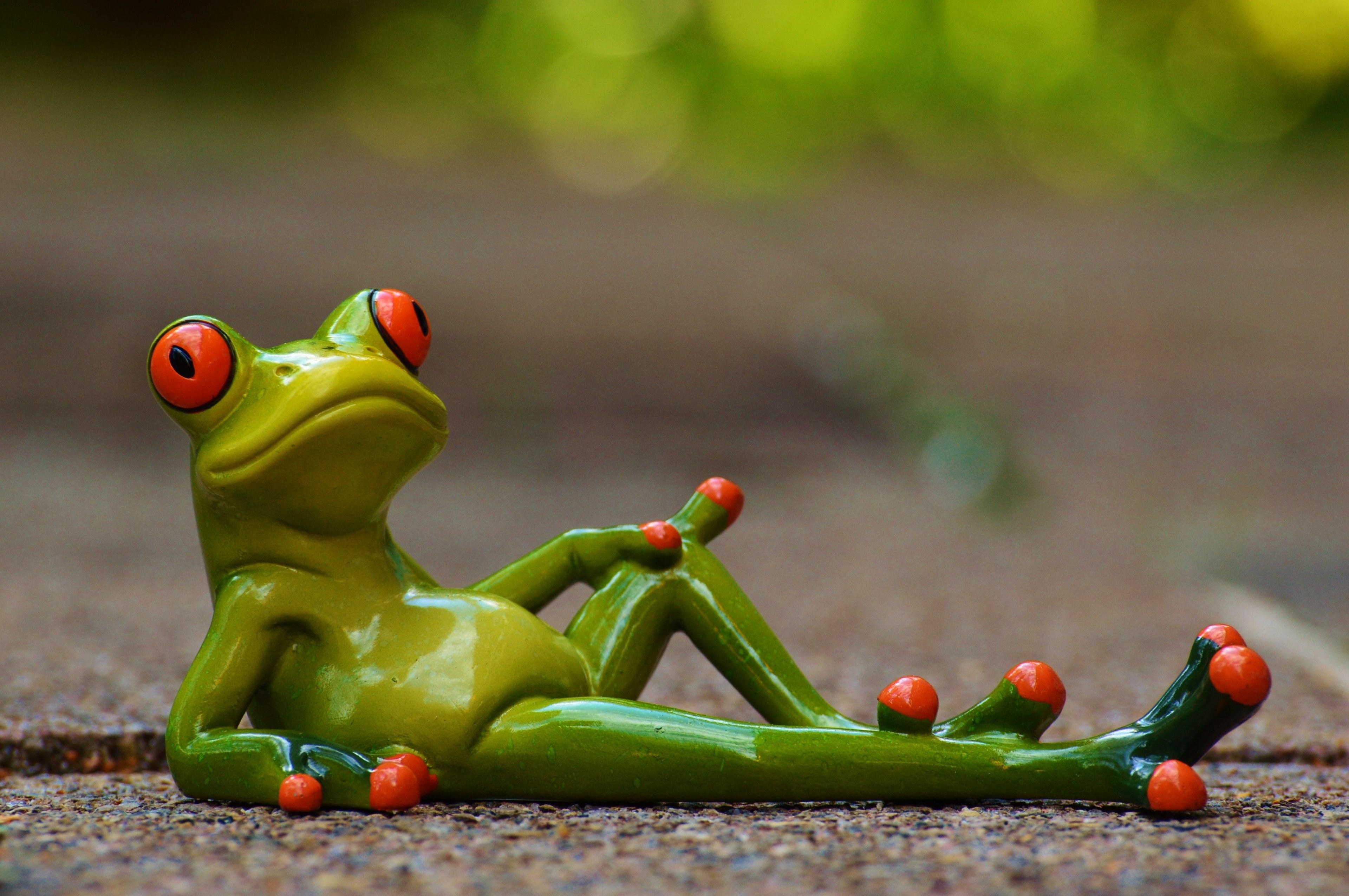 Wallpaper ID 291393 frog lying relaxed cute rest figure funny