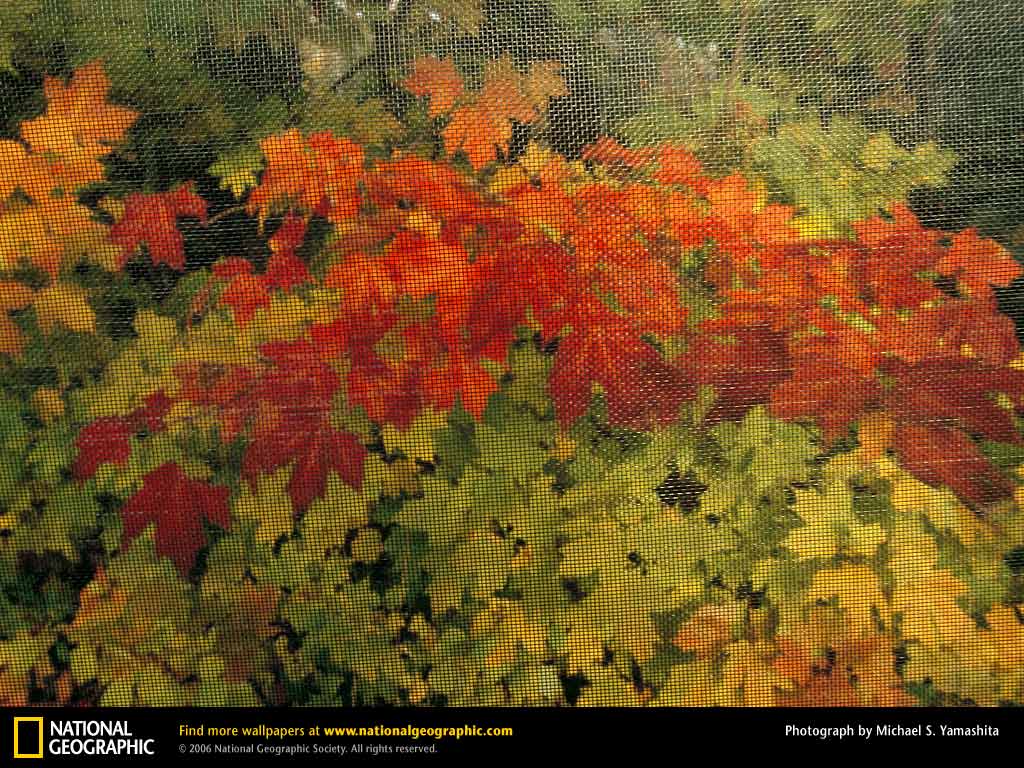 Fall Foliage 1997 Photo of the Day Picture Photography Wallpapers