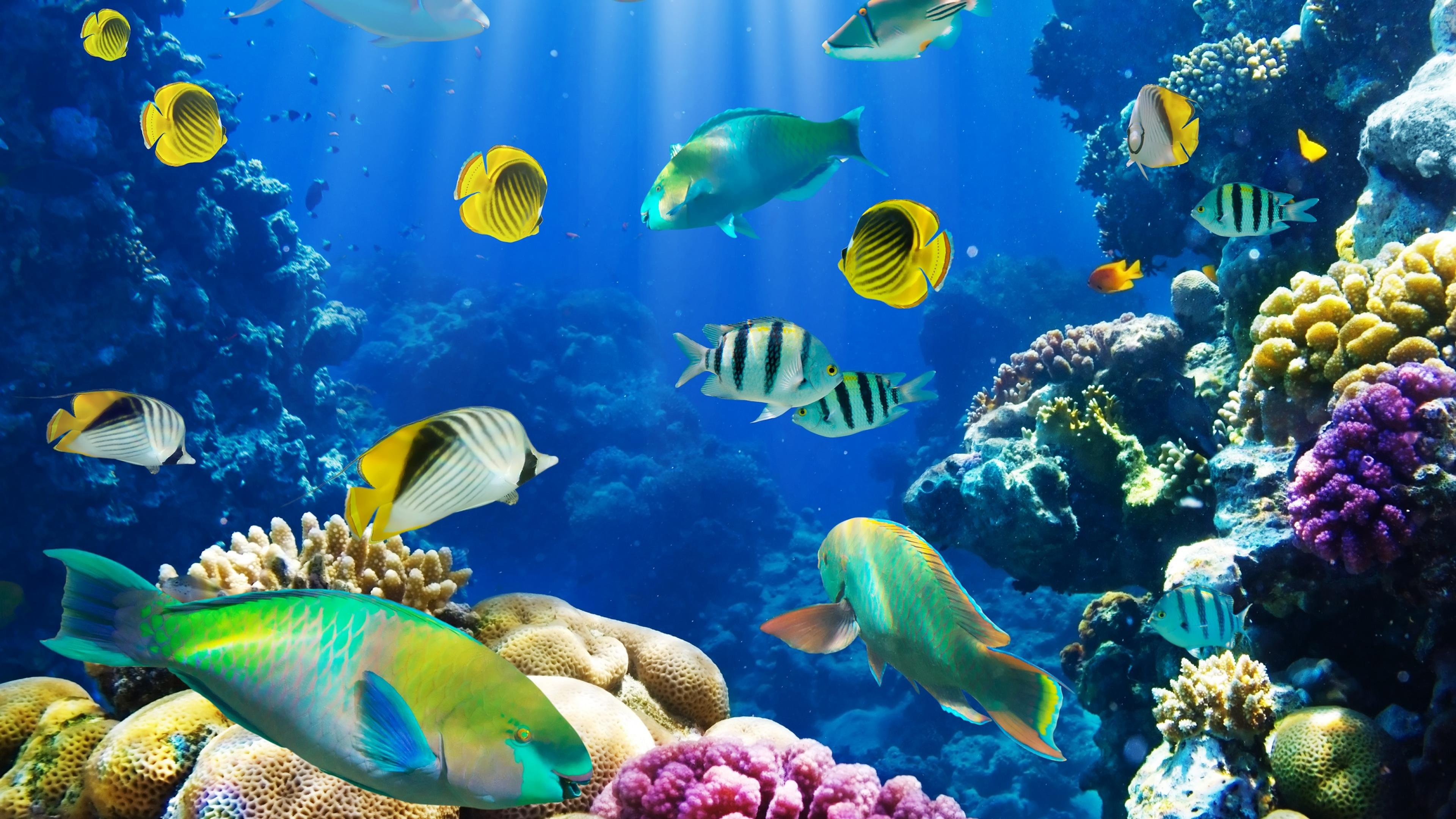 Aquarium Fish Live Wallpaper Understand The Background Of