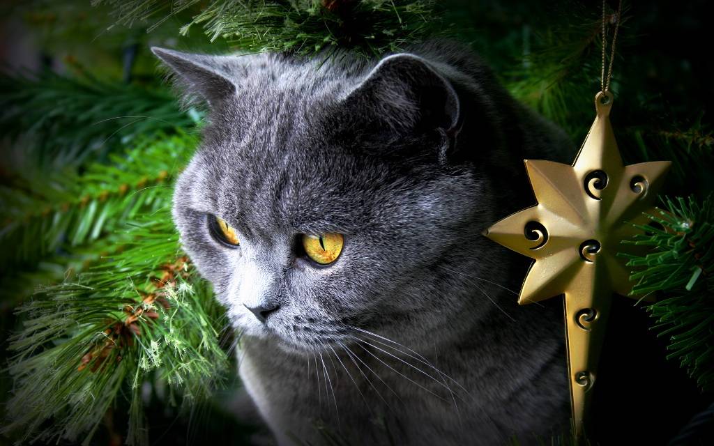 Cat For Christmas Beautiful Desktop Wallpaper