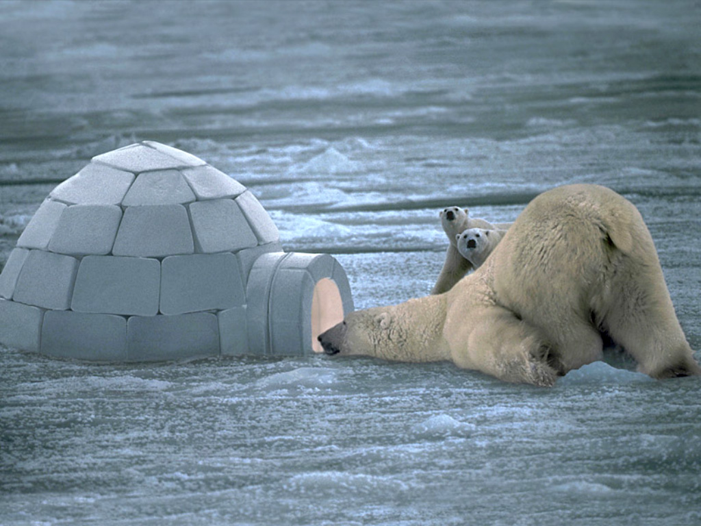 Funny Polar Bear Desktop Wallpaper HD Snow Pictures