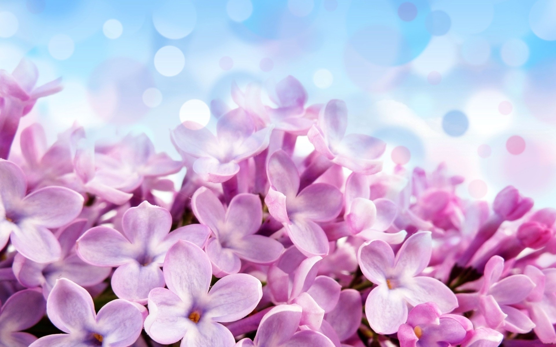 Hyacinth Wallpaper