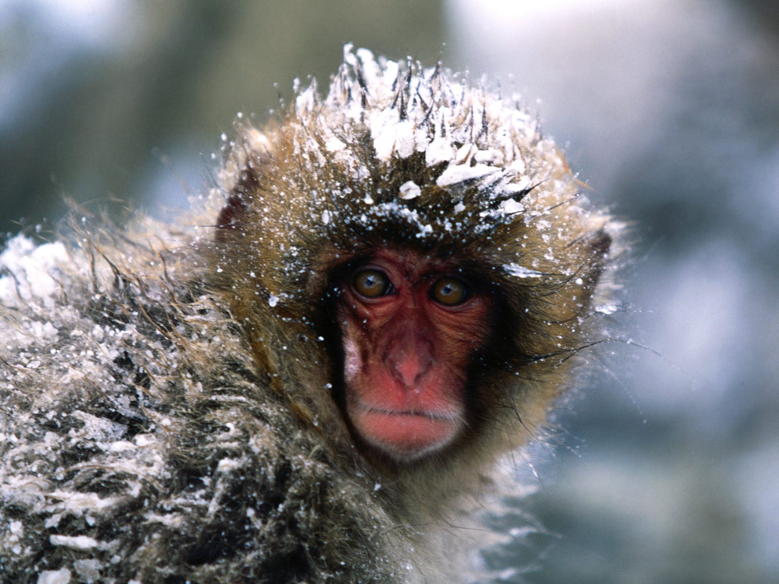 Japanese Macaque Wallpaper And Background Image Id