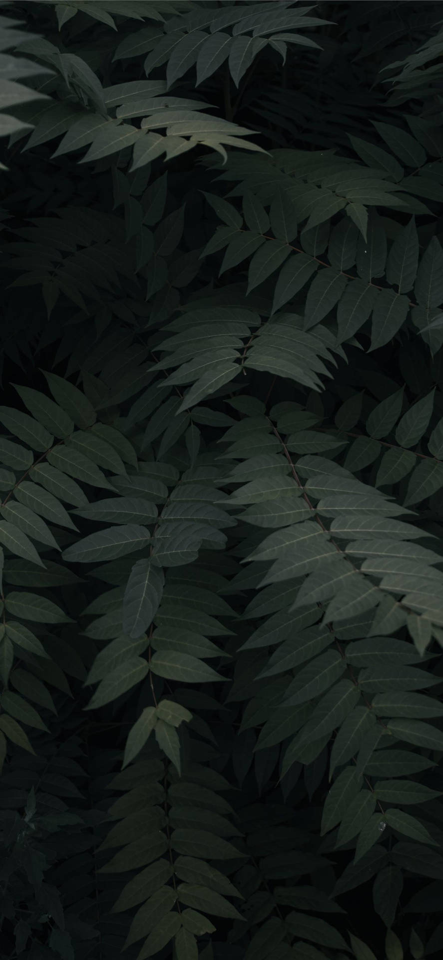 Plants iPhone Wallpaper