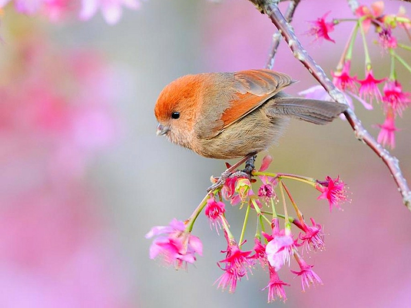 Beautiful Bird Animals Birds HD Desktop Wallpaper