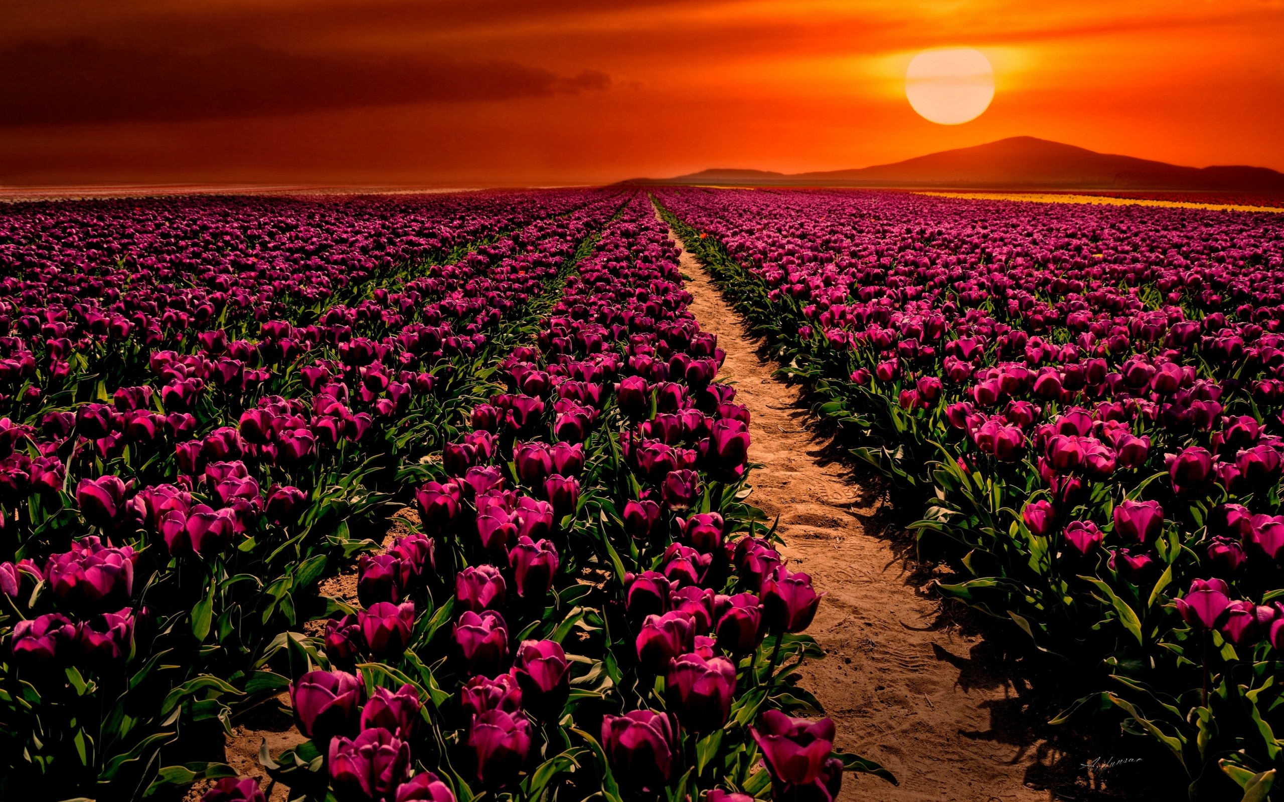 Flower Purple Sun Sunset Field Nature Tulip HD Wallpaper