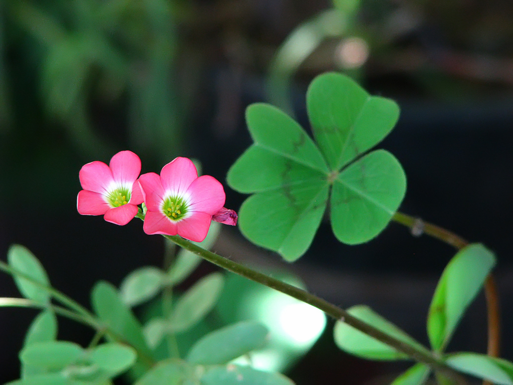 Four Leaf Clover Or Oxalis And Its Flowers Photo