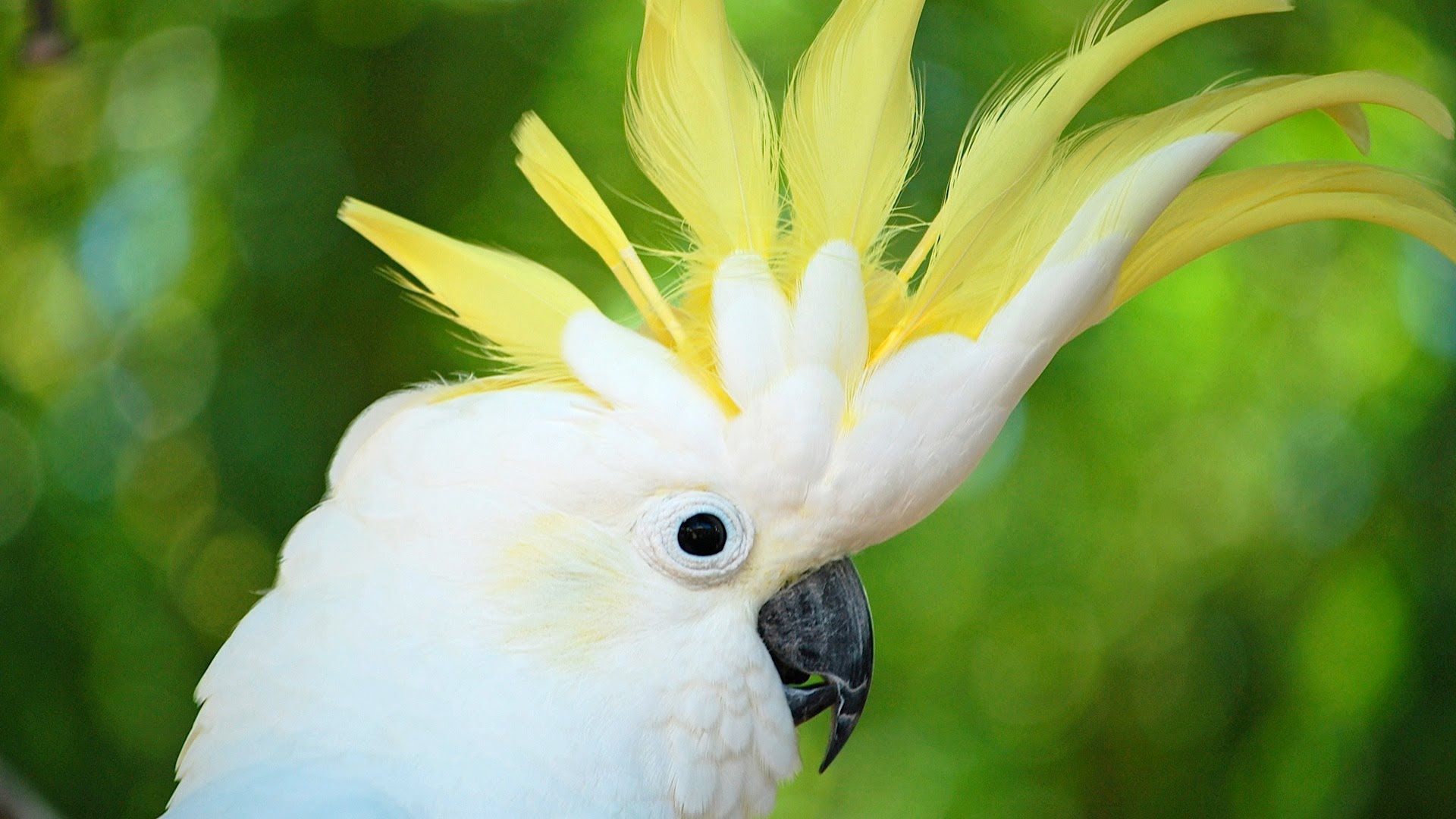 Cockatoo Modern 4k Ultra HD Wallpaper Bsnscb