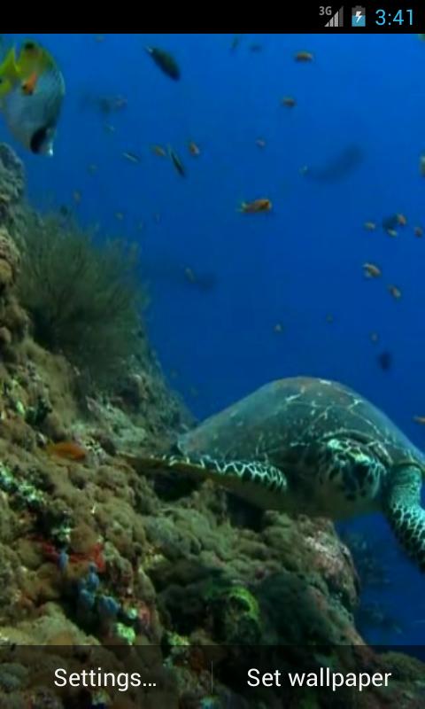Sea Turtle Video Live Wallpaper With