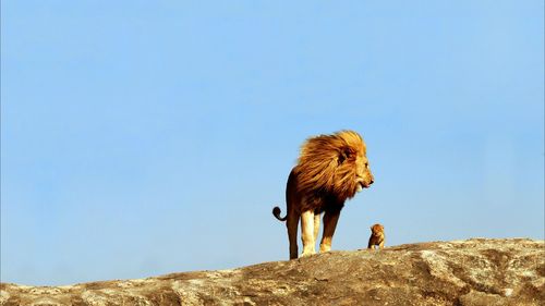 HD Real Life Lion King Wallpaper