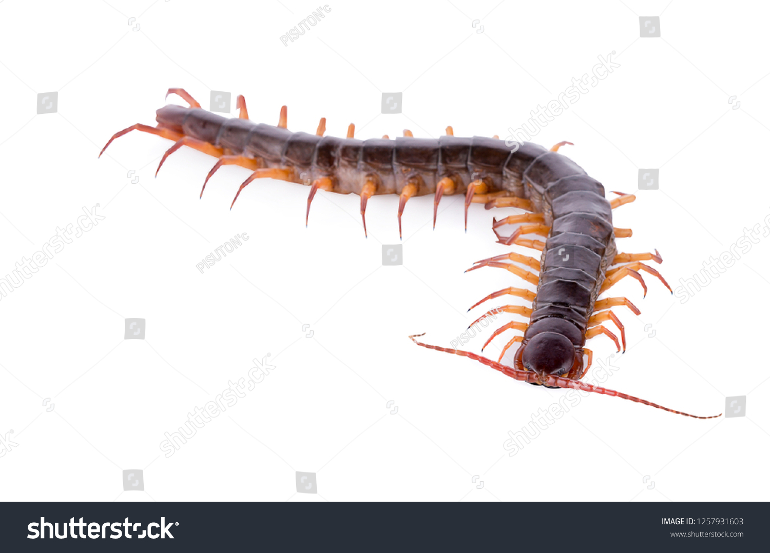 🔥 Free download Centipede On White Background Stock Photo Edit Now ...