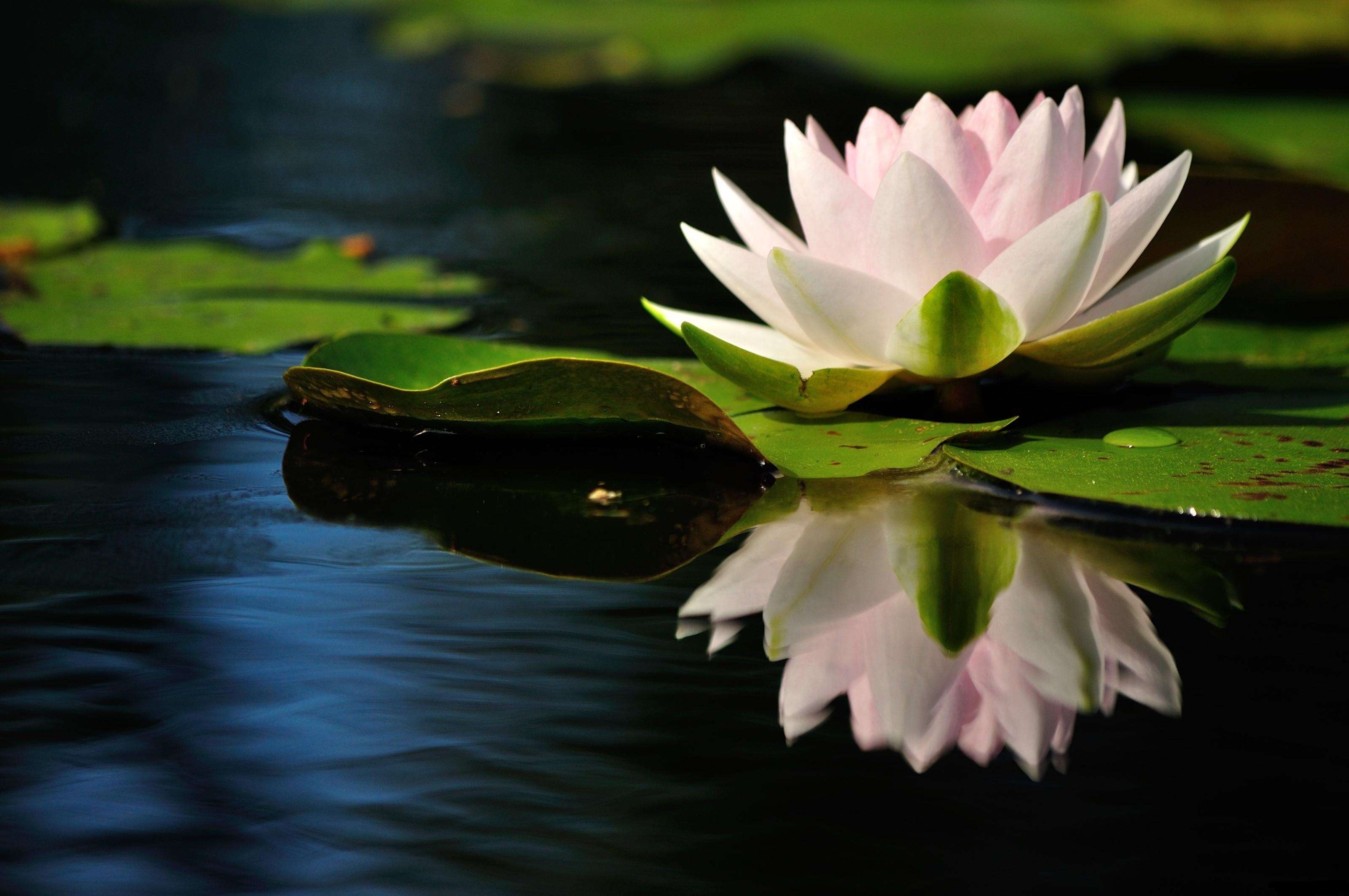 Water Lily Reflection Quiet Leaves Stock Photos