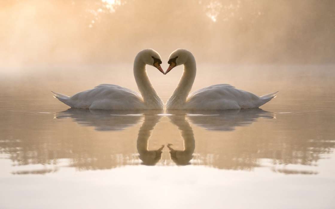 Mobile Wallpaper Animals Birds Water Hearts Swans