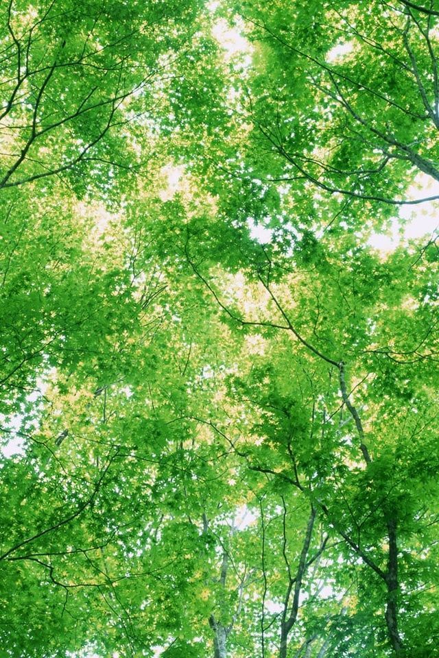 Awesome Nature Green Woods iPhone Wallpaper HD