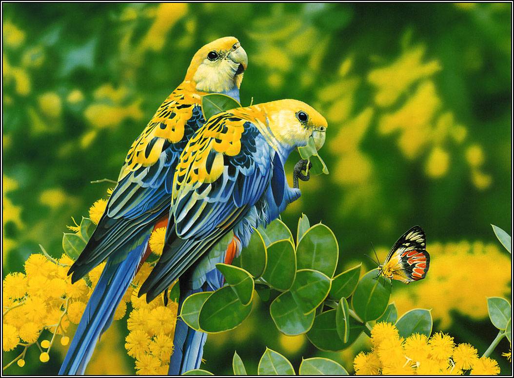 Yellow and Blue Parrots with Butterfly The colors in this picture are