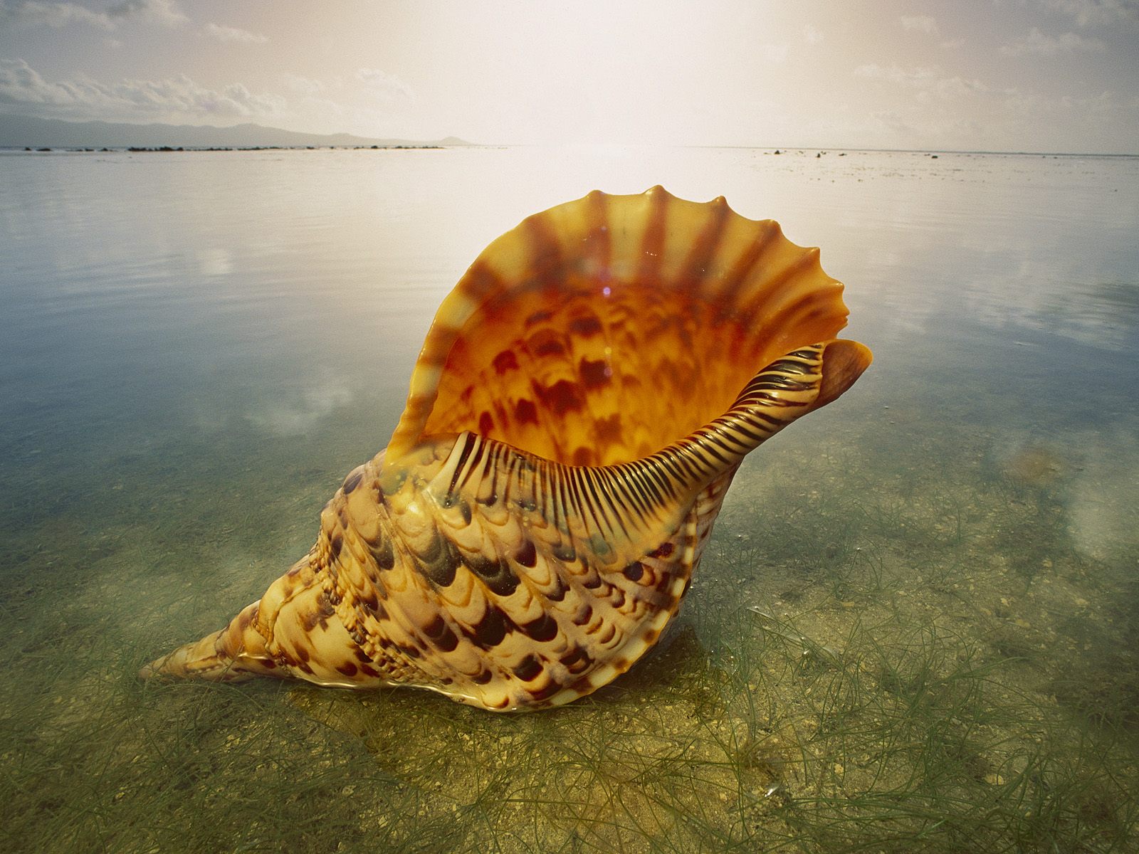 Seashells HD Wallpaper