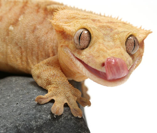Crested Gecko Available In Different Size Ranging From