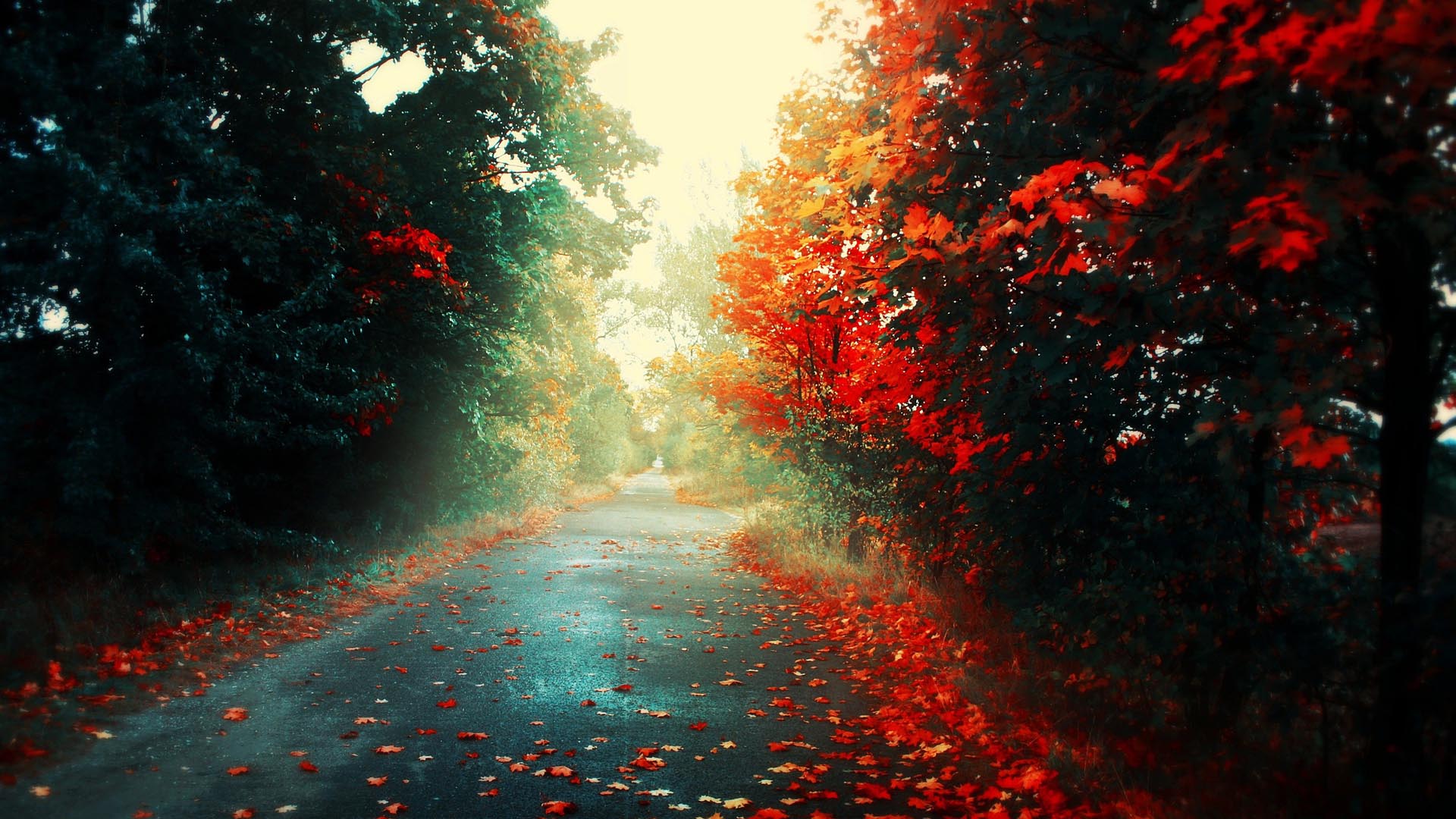 Free Download Colorful Autumn Road Hd Wallpaper Fullhdwpp Full Hd Wallpapers [1920x1080] For