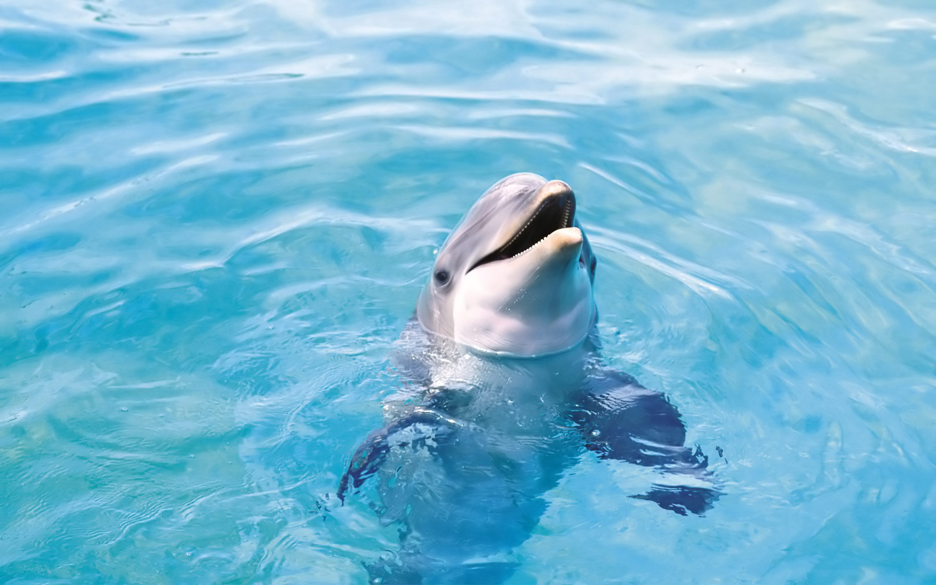 Cute Dolphins Animals Windows Theme All For