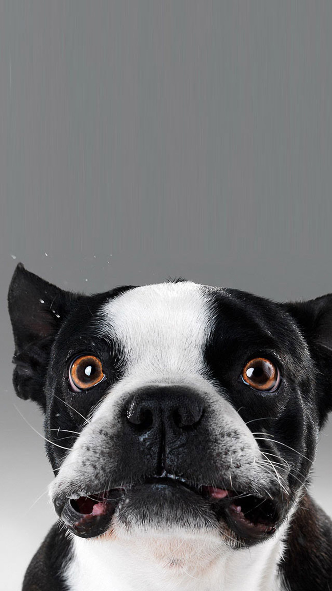 Funny Dog Face 4k Wallpaper And Easy To