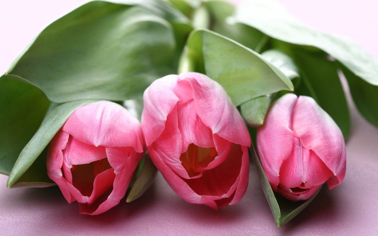 Pink Tulip Flower Pictures Wallpaper
