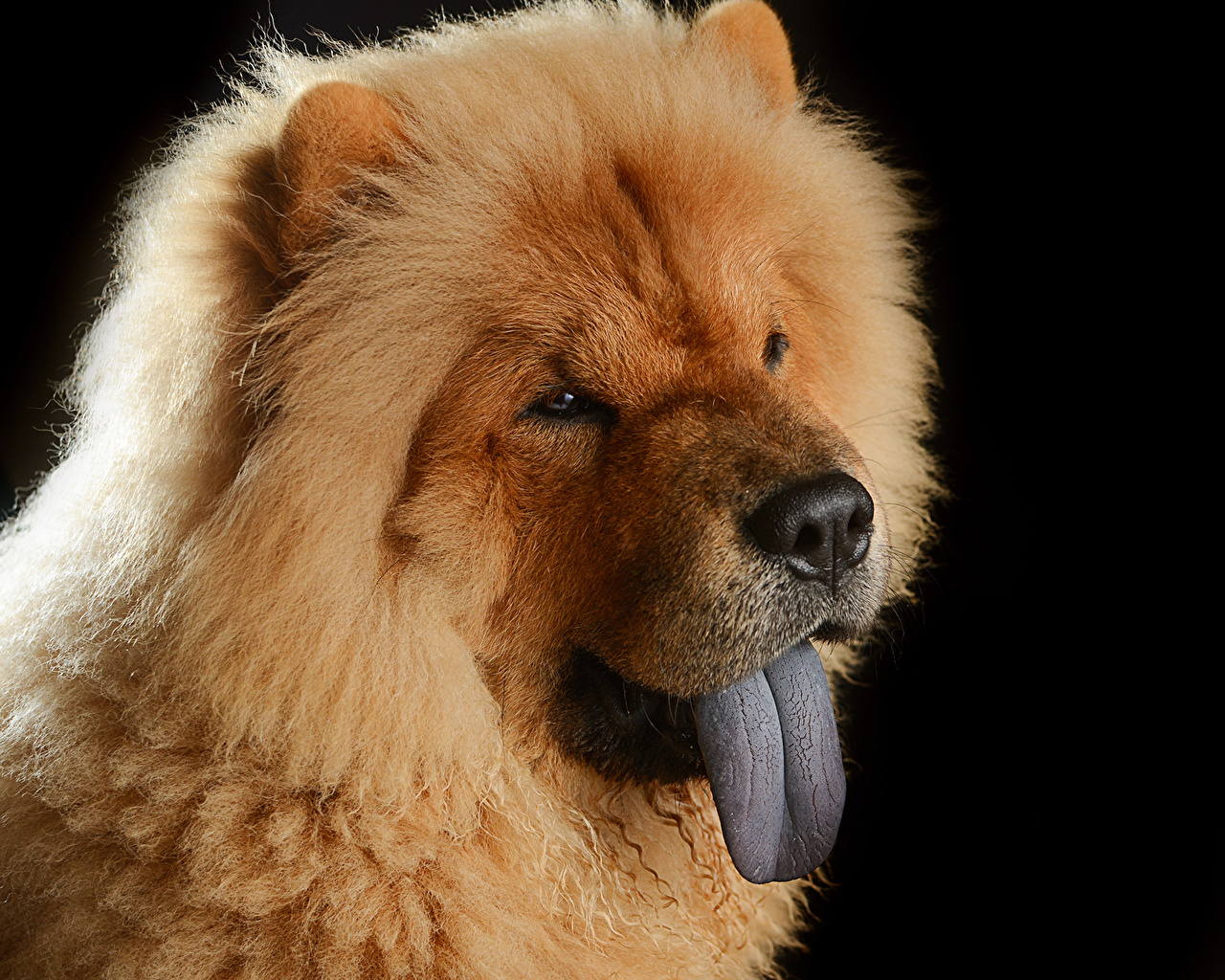 Image Chow Dogs Ginger Color Snout Head Animals