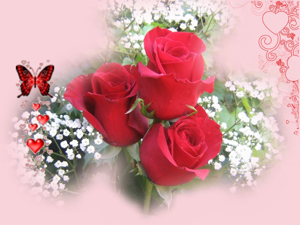 Lovely Red Rose Flowers Wallpaper Entertainment Only