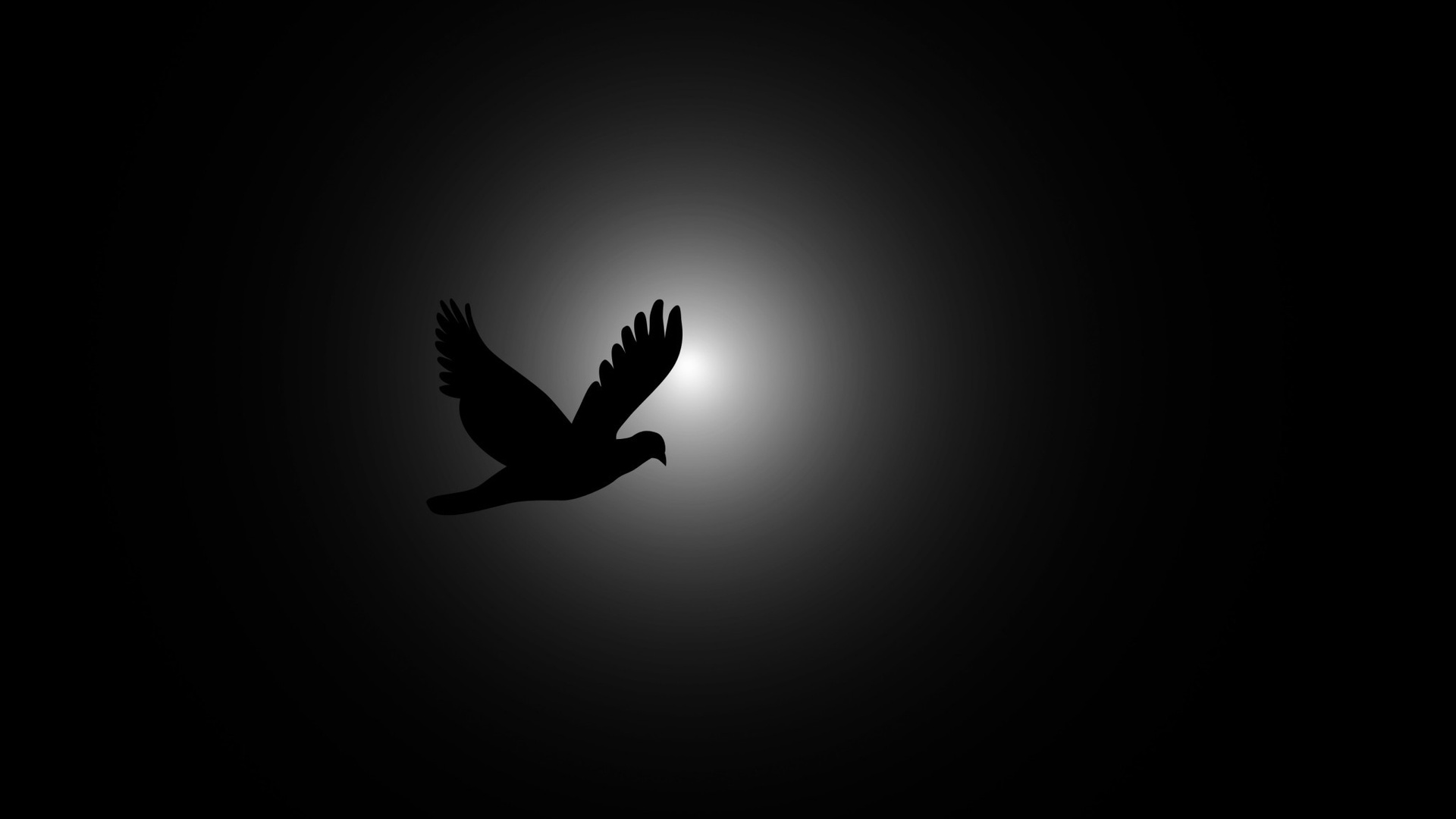 Flying Bird Wallpaper Desktop